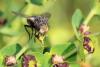 Gonia sp.